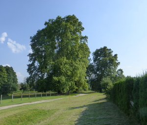 Platánfák